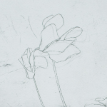 Renée Topfhofen, 2012, Ätzradierung, 15 x 20 cm