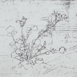 Renée Topfhofen, 2014, Ätzradierung, 10 x 15 cm