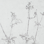 Renée Topfhofen, 2014, Ätzradierung, 10 x 15 cm