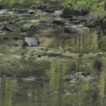 Renée Tophofen, 2013, Öl auf Holz, 14 x 19 cm