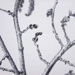 Renée Topfhofen, 2015, Tusche auf Papier, 19 x 21 cm