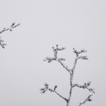 Renée Topfhofen, 2017, Tusche auf Papier, 18 x 21 cm