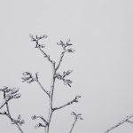 Renée Topfhofen, 2017, Tusche auf Papier, 19 x 21 cm