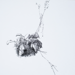 Renée Topfhofen, 2017, Tusche auf Papier, 42 x 59 cm (Bildausschnitt)