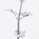 Renée Topfhofen, 2017, Tusche auf Papier, 57 x 27 cm